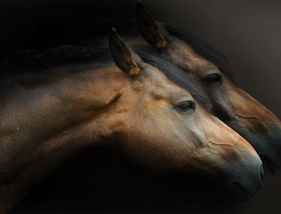 Chevaux et courses de Pornichet 