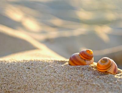 Coquillages sur les plages de La Baule 